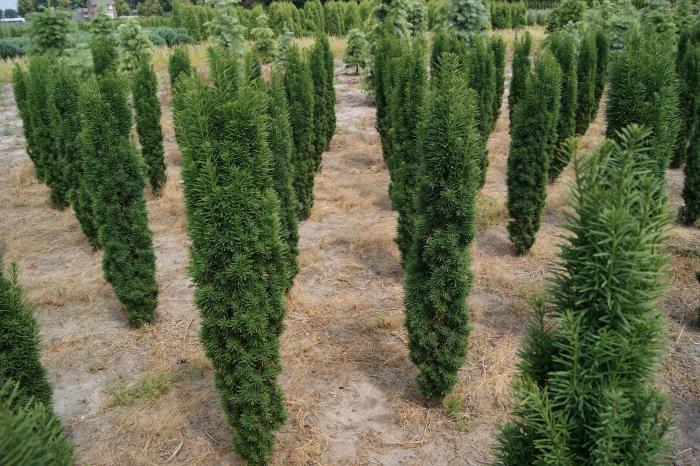 Taxus baccata Fastigiata Robusta - Tis vzpřímený