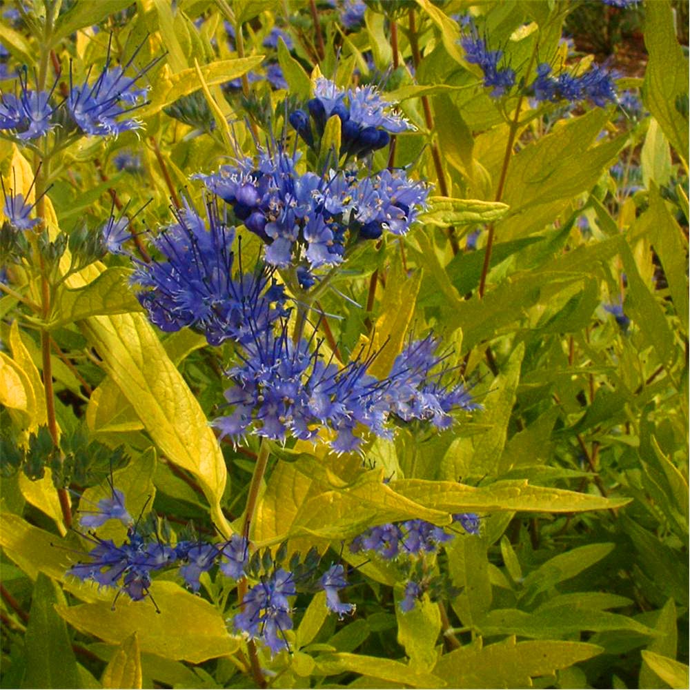 Caryopteris clandonensis - ořechoplodec