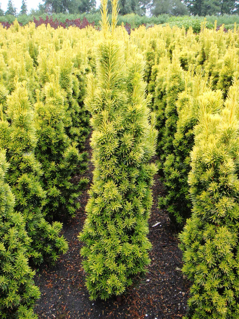 Taxus baccata Fastigiata Aurea - Tis, žlutolistý