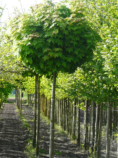 Acer platanoides Globosum - Javor kulovitá koruna