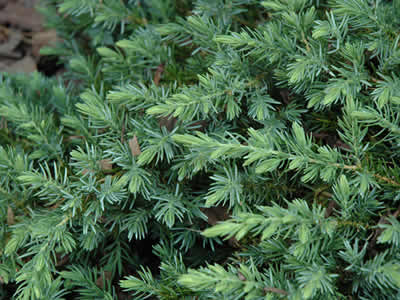 Juniperus conferta Blue Pacific - Jalovec
