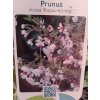 Prunus incisa Kojou-no-mai - Okrasná slivoň