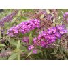 Buddleja davidii Free Petite - Speciální edice Komule