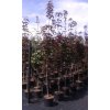 Acer platanoides Crimson Sentry - Javor červenolistý