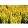 Berberis thunbergii Maria - Dřišťál žlutolistý