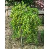 Caragana arborescens Pendula - Čimišník