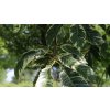 Castanea sativa Variegata - Kaštanovník setý, žíhaný