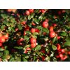 Cotoneaster dammeri - Skalník na kmínku