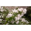 Deutzia gracilis - Trojpuk