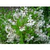 Deutzia gracilis - Trojpuk