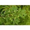Euonymus alatus Compactus - Brslen křídlatý