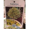 Euonymus fortunei Emerald´n Gold - Brslen žlutolistý, kmínek