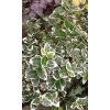 Euonymus fortunei Silver Queen - Brslen stříbrný list, kmínek