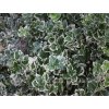 Euonymus fortunei Silver Queen - Brslen stříbrný list, kmínek