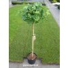 Ginkgo biloba Mariken - Jinan dvoulaločný