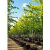 Gleditsia triacanthos Sunburst - Dřezovec, žlutolistý