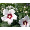 Hibiscus syriacus Red Heart - Ibišek