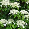 Hydrangea anomala Petiolaris - Popínavá hortenzie