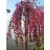 Malus Royal Beauty - Okrasná jabloň - převislá