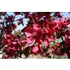 Malus Royalty - Okrasná jabloň