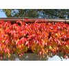 Parthenocissus tricuspidata Veitchii  - Psí víno