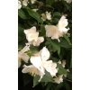 Philadelphus  -  Pustoryl, nepravý jasmín