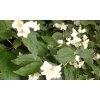 Philadelphus  -  Pustoryl, nepravý jasmín