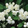Philadelphus  -  Pustoryl, nepravý jasmín