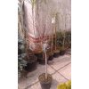 Prunus fruticosa Globosa - Třešeň - kulovitá