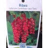 Ribes rubrum - Červený rybíz