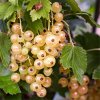 Ribes rubrum Weisse Versailles - Bílý rybíz