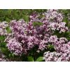 Syringa mayeri Palybin - Šeřík drobnolistý