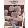 Viburnum Eskimo - Kalina stálezelená na kmínku