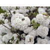 Viburnum Eskimo - Kalina stálezelená na kmínku