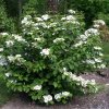 Viburnum plicatum Watanabe - Kalina