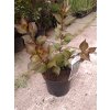 Weigela Nana Purpurea - Vajgélie, zakrslá, červený list