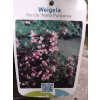 Weigela Nana Purpurea - Vajgélie, zakrslá, červený list