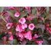 Weigela Nana Purpurea - Vajgélie, zakrslá, červený list