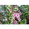 Weigela Nana Variegata  - Vajgélie, žíhaný list