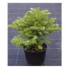 Abies koreana - jedle korejská