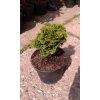 Chamaecyparis obtusa Nana Gracilis - Cypřišek zakrslý