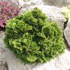 Chamaecyparis obtusa Nana Gracilis - Cypřišek zakrslý