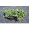 Juniperus horizontalis Prince of Wales - Jalovec