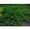 Juniperus horizontalis Prince of Wales - Jalovec
