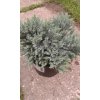 Juniperus squamata Blue Star - Jalovec, modrý list