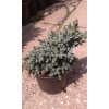 Juniperus squamata Blue Star - Jalovec, modrý list