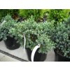 Juniperus squamata Blue Star - Jalovec, modrý list