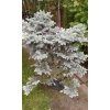 Picea pungens Glauca Globosa - Smrk, stříbrný, kulovitý