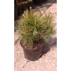 Pinus mugo Mops - Borovice zakrslá