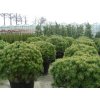 Pinus mugo Mops - Borovice zakrslá
